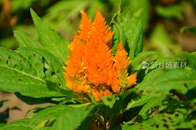 Celosia argentea / Celosia argentea '和服系列'